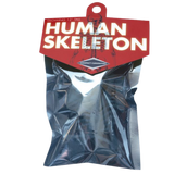 Compact Curiosities: Human Skeleton